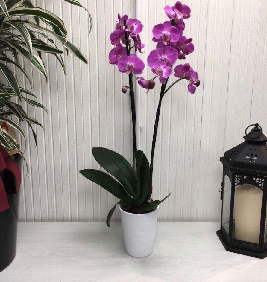 Pianta di orchidea phelanopsis rosa con caspo incluso - immagine 2