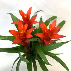 Guzmania piccola - 3 in vaso
