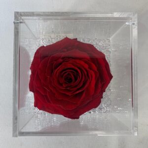 Rosa stabilizzata rossa XL