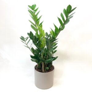 Pianta di zamioculcas