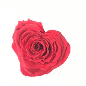 Rosa forma di Cuore - stabilizzata