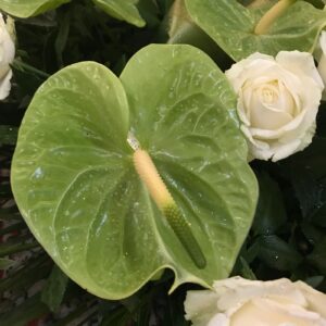 Cuscino di anthurium e rose bianche avalanche