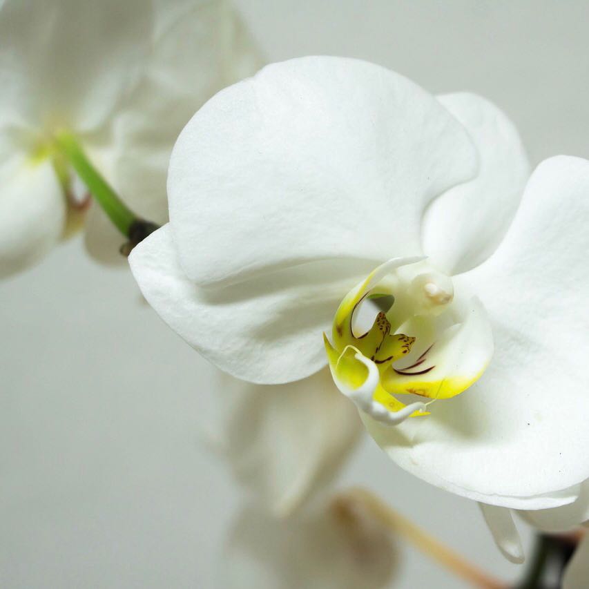 Pianta di orchidea phelanopsis bianca con caspò incluso