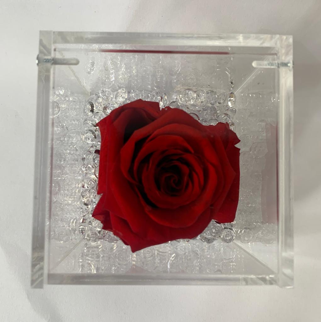Rosa stabilizzata rossa