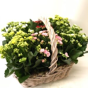 Cesto di piantine - calandive multicolore
