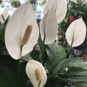 Pianta di Spathiphyllum