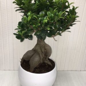 Bonsai varie misure - Ficus Ginseng in caspò bianco