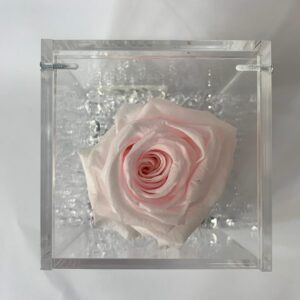 Rosa stabilizzata rosa chiaro